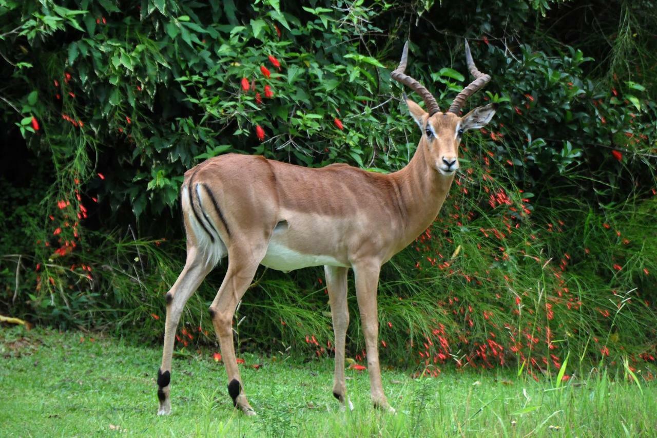 האזיביו Kruger Park Lodge Unit No. 543 מראה חיצוני תמונה